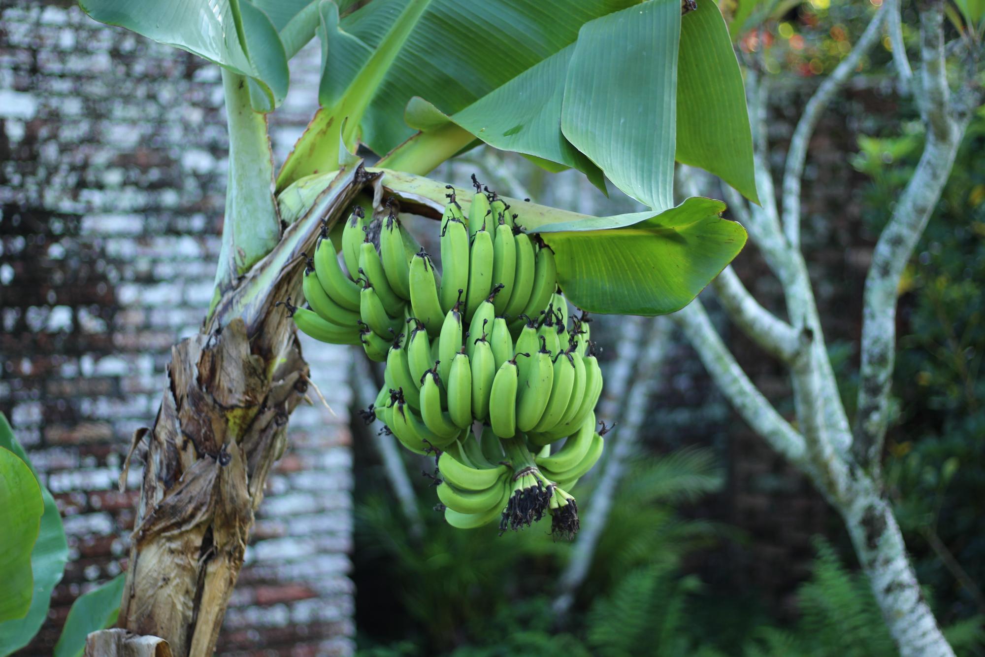 Tropical garden